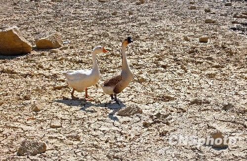 unibet��ʤ�͹���